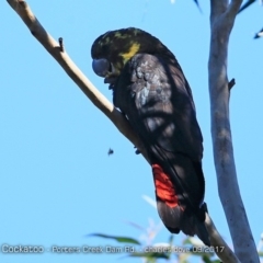 Calyptorhynchus lathami lathami (Glossy Black-Cockatoo) at Morton National Park - 2 Oct 2017 by Charles Dove