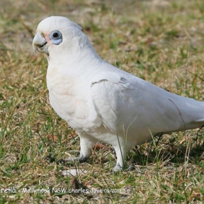 Cacatua sanguinea (Little Corella) at Undefined - 4 Oct 2017 by Charles Dove