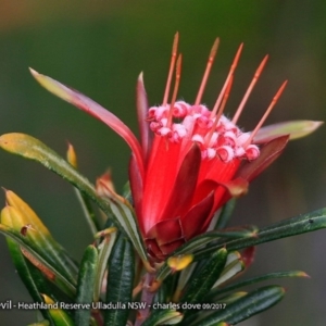 Lambertia formosa at South Pacific Heathland Reserve - 4 Oct 2017 12:00 AM