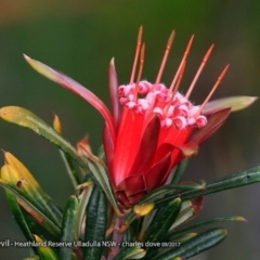 Lambertia formosa (Mountain Devil) at South Pacific Heathland Reserve - 3 Oct 2017 by Charles Dove
