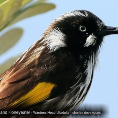Phylidonyris novaehollandiae (New Holland Honeyeater) at Coomee Nulunga Cultural Walking Track - 4 Oct 2017 by Charles Dove