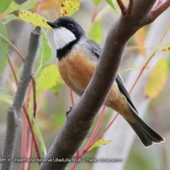 Pachycephala rufiventris (Rufous Whistler) at South Pacific Heathland Reserve - 4 Oct 2017 by CharlesDove