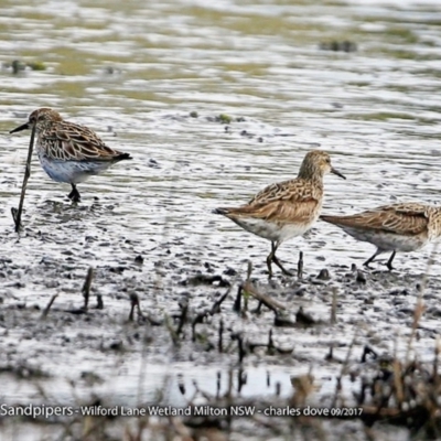 Calidris acuminata (Sharp-tailed Sandpiper) at Undefined - 5 Dec 2017 by CharlesDove