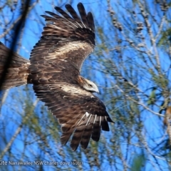 Lophoictinia isura (Square-tailed Kite) at Narrawallee Foreshore and Reserves Bushcare Group - 2 Oct 2017 by CharlesDove