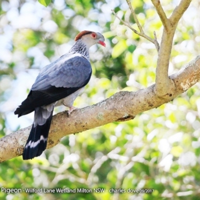 Lopholaimus antarcticus (Topknot Pigeon) at Undefined - 3 Oct 2017 by CharlesDove