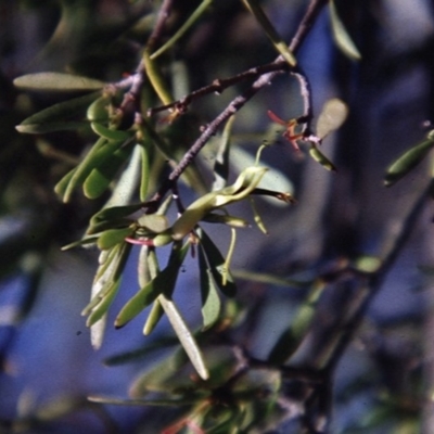 Muellerina bidwillii (Cypress-pine Mistletoe) at Belconnen, ACT - 25 May 2018 by natureguy