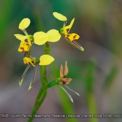 Diuris sulphurea (Tiger Orchid) at South Pacific Heathland Reserve - 29 Oct 2017 by Charles Dove