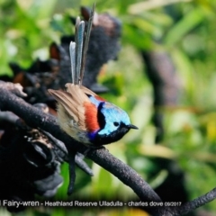 Malurus lamberti (Variegated Fairywren) at South Pacific Heathland Reserve - 3 Oct 2017 by CharlesDove