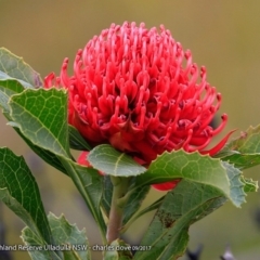 Telopea speciosissima (NSW Waratah) at South Pacific Heathland Reserve - 2 Oct 2017 by Charles Dove