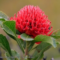 Telopea speciosissima (NSW Waratah) at South Pacific Heathland Reserve - 3 Oct 2017 by CharlesDove