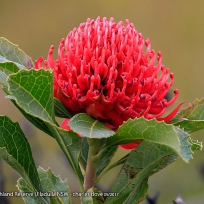 Telopea speciosissima (NSW Waratah) at South Pacific Heathland Reserve - 2 Oct 2017 by Charles Dove