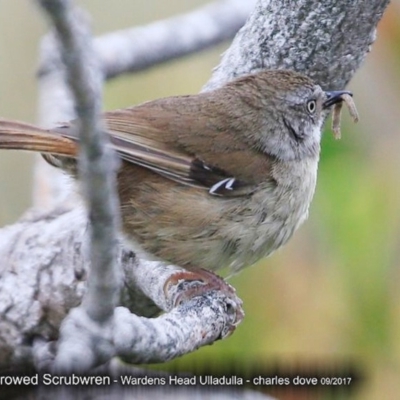 Sericornis frontalis (White-browed Scrubwren) at Coomee Nulunga Cultural Walking Track - 2 Oct 2017 by Charles Dove