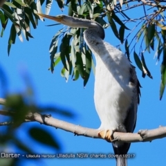 Anhinga novaehollandiae (Australasian Darter) at Undefined - 29 Nov 2017 by CharlesDove