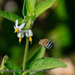 Amegilla sp. (genus) (Blue Banded Bee) at Dolphin Point, NSW - 26 Dec 2017 by Charles Dove