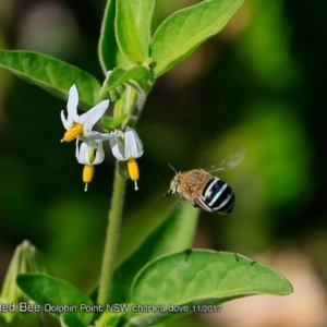 Amegilla sp. (genus) at Dolphin Point, NSW - 27 Dec 2017