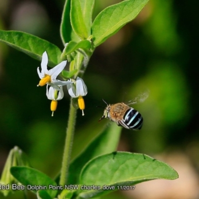 Amegilla sp. (genus) (Blue Banded Bee) at Meroo National Park - 26 Dec 2017 by Charles Dove