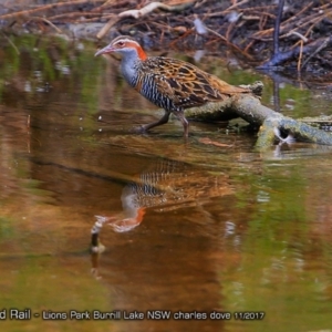 Gallirallus philippensis at Burrill Lake, NSW - 27 Nov 2017