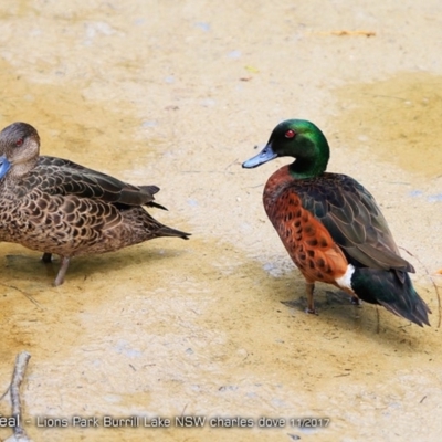 Anas castanea (Chestnut Teal) at Burrill Lake, NSW - 28 Nov 2017 by Charles Dove