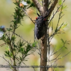 Psaltoda moerens (Redeye cicada) at Wairo Beach and Dolphin Point - 27 Nov 2017 by Charles Dove