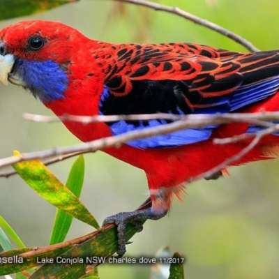 Platycercus elegans (Crimson Rosella) at Conjola Bushcare - 28 Nov 2017 by CharlesDove