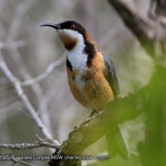 Acanthorhynchus tenuirostris (Eastern Spinebill) at Burrill Lake Aboriginal Cave Walking Track - 26 Nov 2017 by Charles Dove