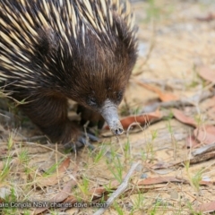 Tachyglossus aculeatus (Short-beaked Echidna) at Conjola Bushcare - 27 Nov 2017 by CharlesDove