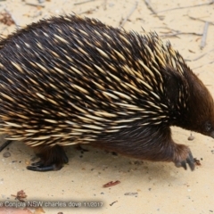 Tachyglossus aculeatus at Conjola Bushcare - 27 Nov 2017