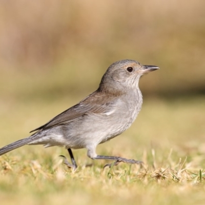 Colluricincla harmonica (Grey Shrikethrush) at Pambula, NSW - 25 May 2018 by Leo