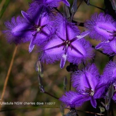 Thysanotus tuberosus subsp. tuberosus (Common Fringe-lily) at Ulladulla Reserves Bushcare - 27 Nov 2017 by Charles Dove