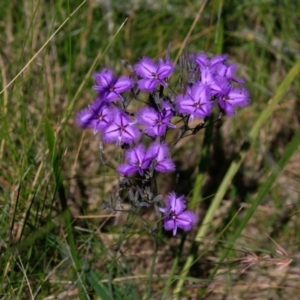 Thysanotus tuberosus subsp. tuberosus at Ulladulla, NSW - 28 Nov 2017