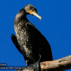 Phalacrocorax carbo (Great Cormorant) at Undefined - 26 Nov 2017 by Charles Dove