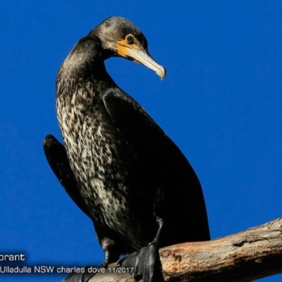 Phalacrocorax carbo (Great Cormorant) at Undefined - 26 Nov 2017 by Charles Dove