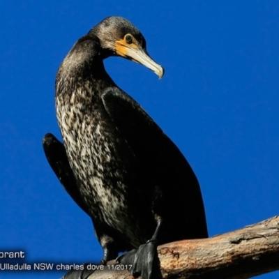 Phalacrocorax carbo (Great Cormorant) at Undefined - 27 Nov 2017 by CharlesDove