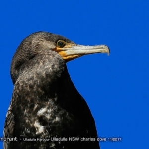 Phalacrocorax carbo at undefined - 27 Nov 2017 12:00 AM