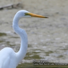 Ardea alba (Great Egret) at Wairo Beach and Dolphin Point - 25 Nov 2017 by Charles Dove