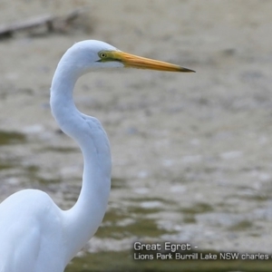 Ardea alba at Burrill Lake, NSW - 26 Nov 2017