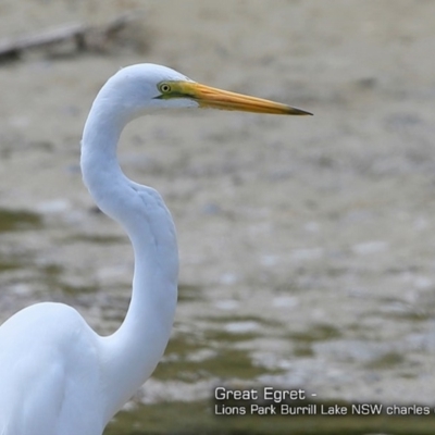 Ardea alba (Great Egret) at Burrill Lake, NSW - 26 Nov 2017 by Charles Dove