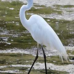 Ardea alba at Burrill Lake, NSW - 26 Nov 2017