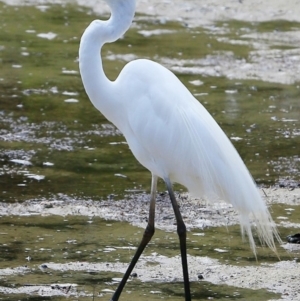 Ardea alba at Burrill Lake, NSW - 26 Nov 2017 12:00 AM