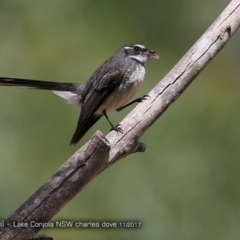 Rhipidura albiscapa (Grey Fantail) at Conjola Bushcare - 29 Nov 2017 by CharlesDove