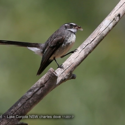 Rhipidura albiscapa (Grey Fantail) at Conjola Bushcare - 28 Nov 2017 by Charles Dove