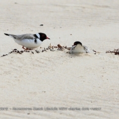 Charadrius rubricollis (Hooded Plover) at Undefined - 26 Nov 2017 by CharlesDove