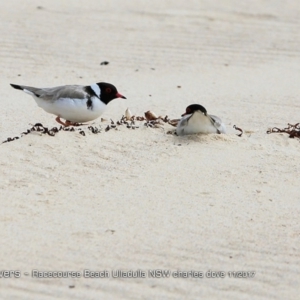 Charadrius rubricollis at suppressed - suppressed