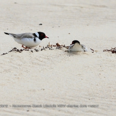 Charadrius rubricollis (Hooded Plover) at Undefined - 26 Nov 2017 by CharlesDove