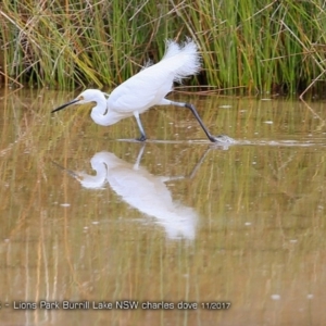 Egretta garzetta at Burrill Lake, NSW - 29 Nov 2017 12:00 AM