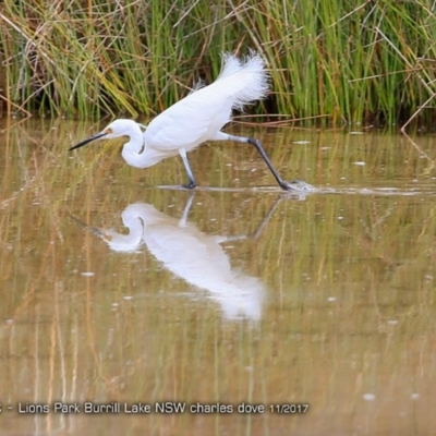 Egretta garzetta (Little Egret) at Burrill Lake, NSW - 29 Nov 2017 by CharlesDove