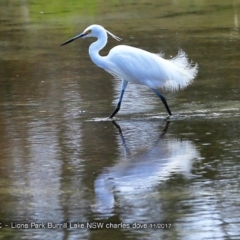 Egretta garzetta at Burrill Lake, NSW - 29 Nov 2017