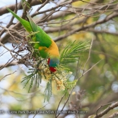 Glossopsitta concinna (Musk Lorikeet) at Wairo Beach and Dolphin Point - 27 Nov 2017 by CharlesDove