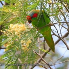 Glossopsitta concinna at Burrill Lake, NSW - 27 Nov 2017