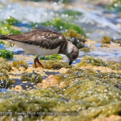 Arenaria interpres (Ruddy Turnstone) at Murramarang Aboriginal Area - 25 Nov 2017 by Charles Dove